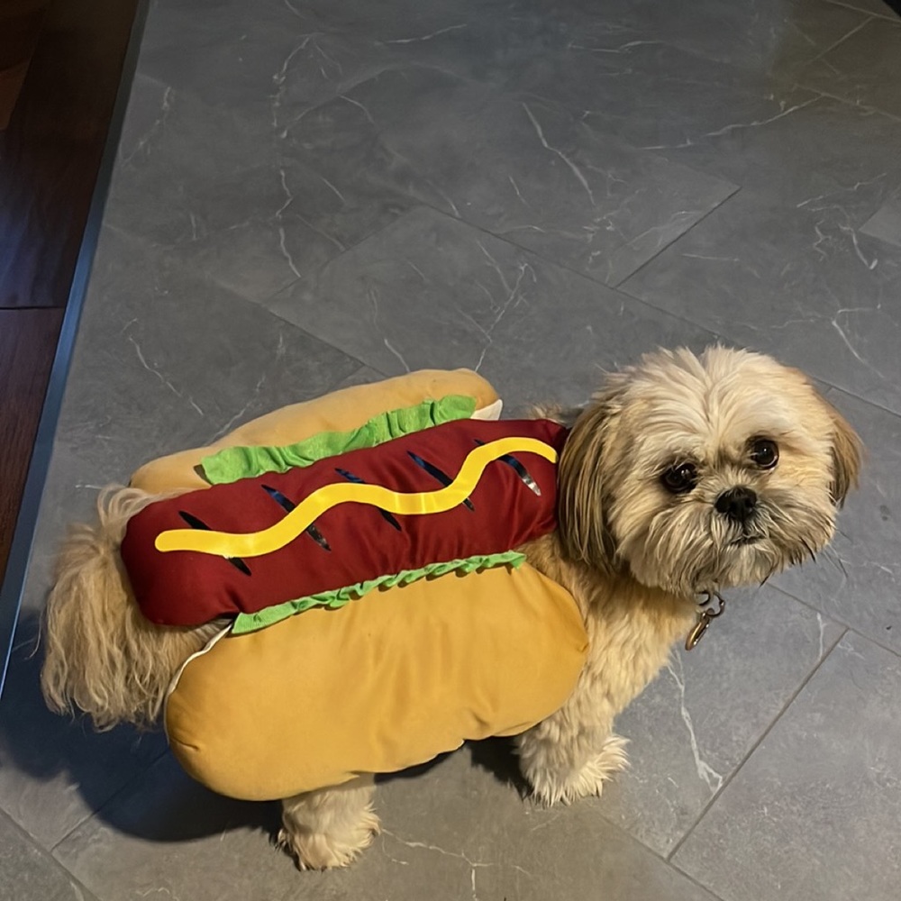 Pet costume: hot dog - Picture 1 of 4